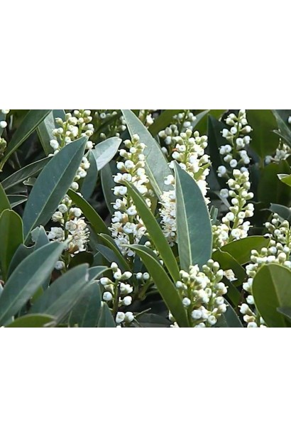 Лавровишня Отто Люкен блискуче зелене листя та білі квіти